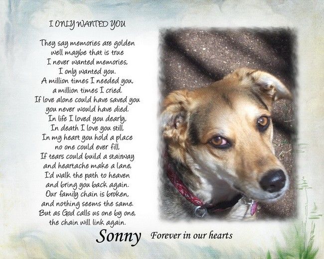 Pet memorial poem your photo   I only wanted you   loving tribute cat 