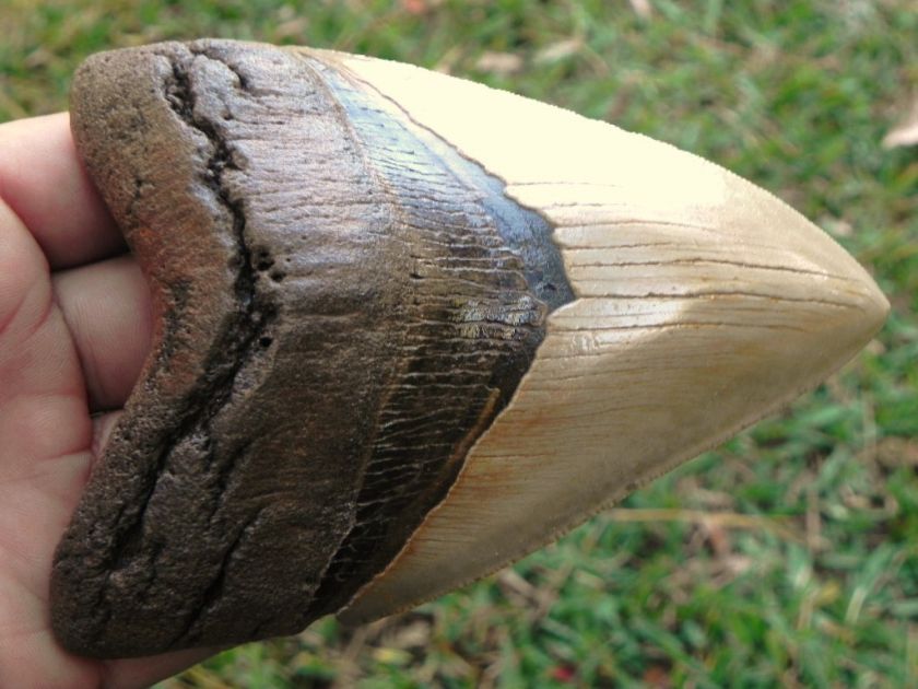 45d MEGALODON shark tooth teeth fossil HUMONGOUS FOSSIL MEGALODON 