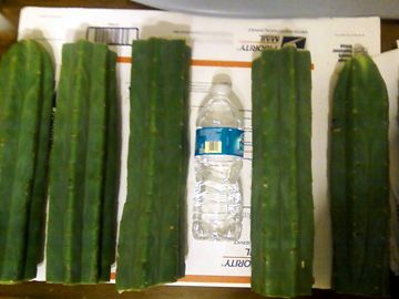 Actual photos of my San Pedro cactus cuts these photos do not do it 