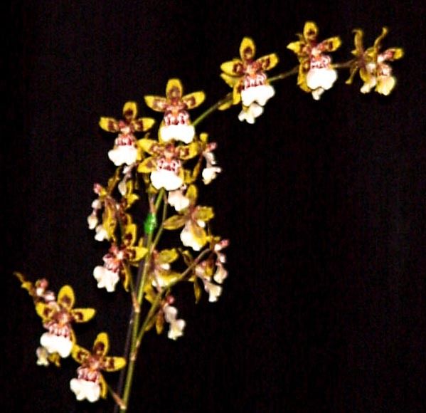Oncostele Wildcat TOW Blooming Size Orchid Plant, Shipped in a 4 