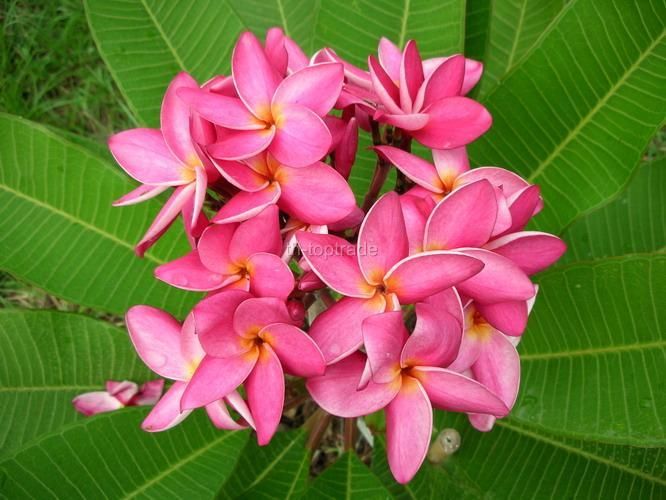 Plumeria rubra SUSAN CENA MOUR Flowers 20 seeds  