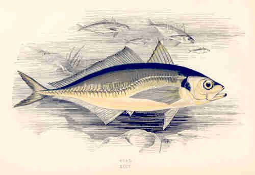 FISH SCAD. Very Colorful Antique Print. Couch. 1877  