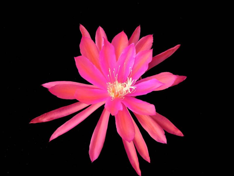 Epiphyllum Orchid Cactus Super Chief 1 cutting  