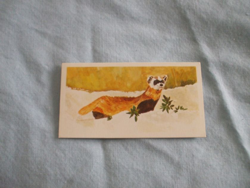   TEA CARDSVANISHING WILDLIFE 1978BUY INDIVIDUALLY NOs 21 40  