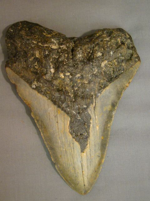 Huge 5.75 CARCHAROCLES MEGALODON Pre Historic SHARK TOOTH Antique 