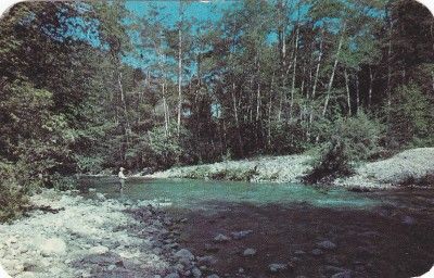 1953 Redwood Lodge & Camp Big Sur, CA Vintage Postcard  