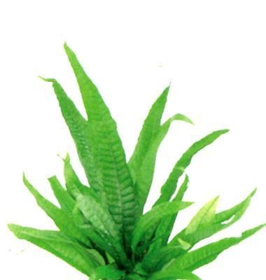 Java Fern  for live nano marimo algae eater catfish B3  