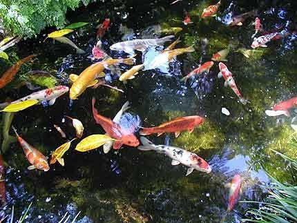 10# Organic Barley Straw Koi Pond Clear Water No Algae  