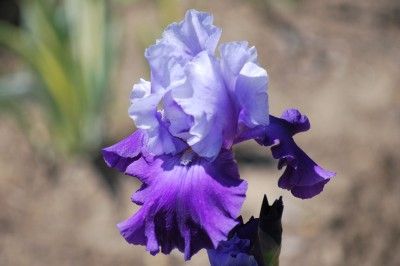 Best Bet Tall Bearded Iris **Re blooming**Award Winner  