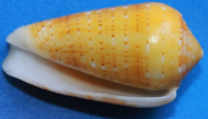 Conus Floccatus Magdalenae 51mm Gem  